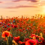 12 flores que florecerán durante todo el verano, sin importar la temperatura