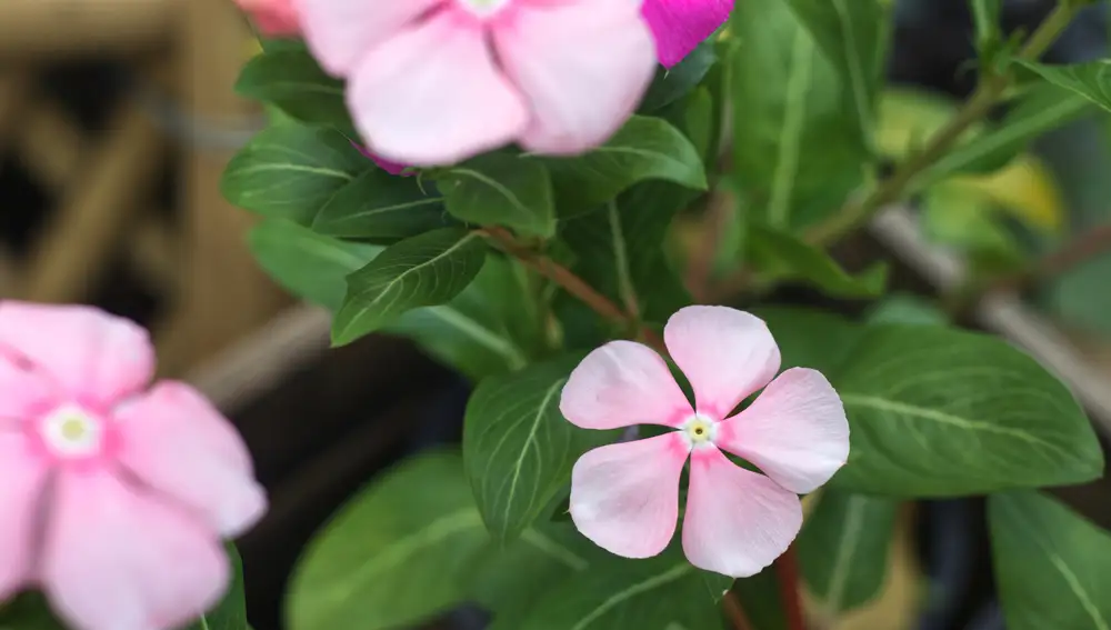 Catharanthus roseus