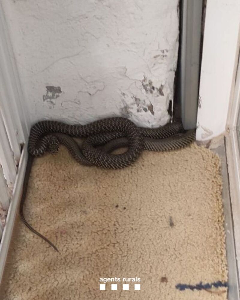 Imagen de la serpiente encontrada en Gràcia