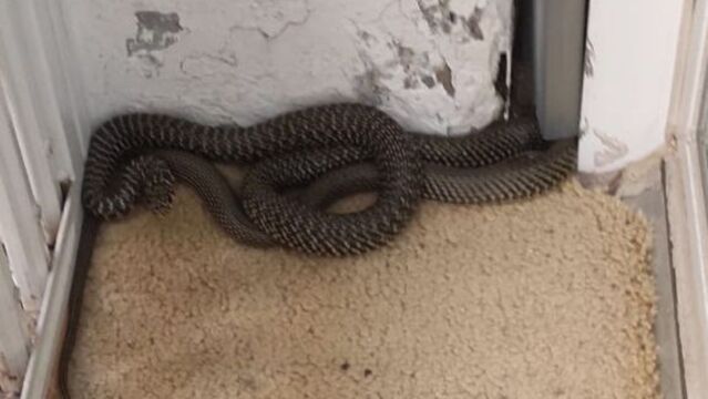 Imagen de la serpiente encontrada en Gràcia