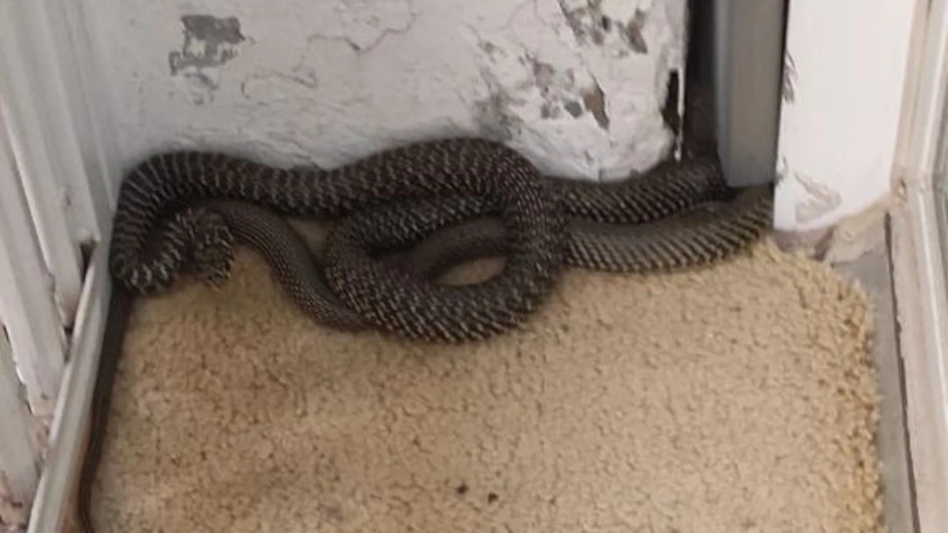 Imagen de la serpiente encontrada en Gràcia