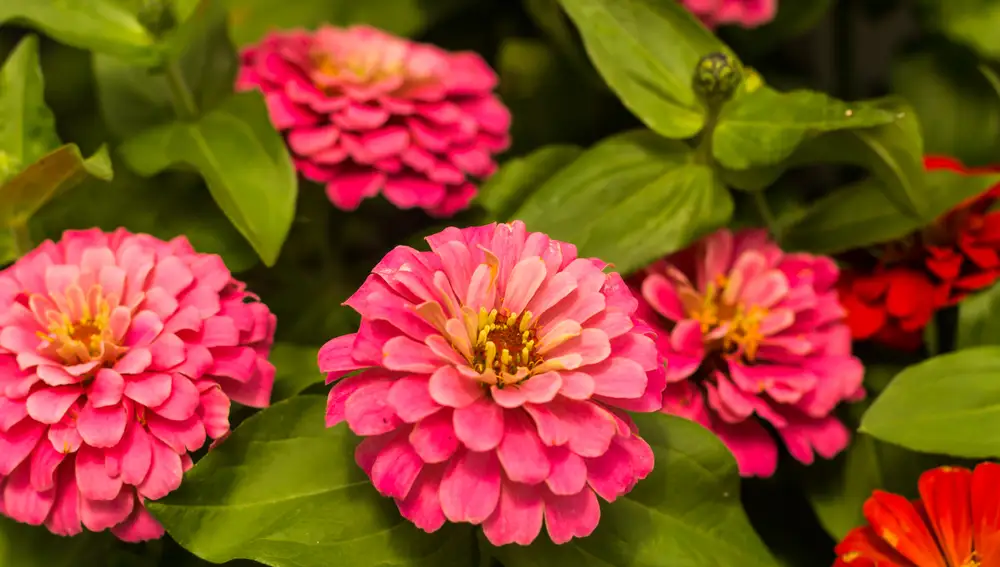 Zinnia elegans