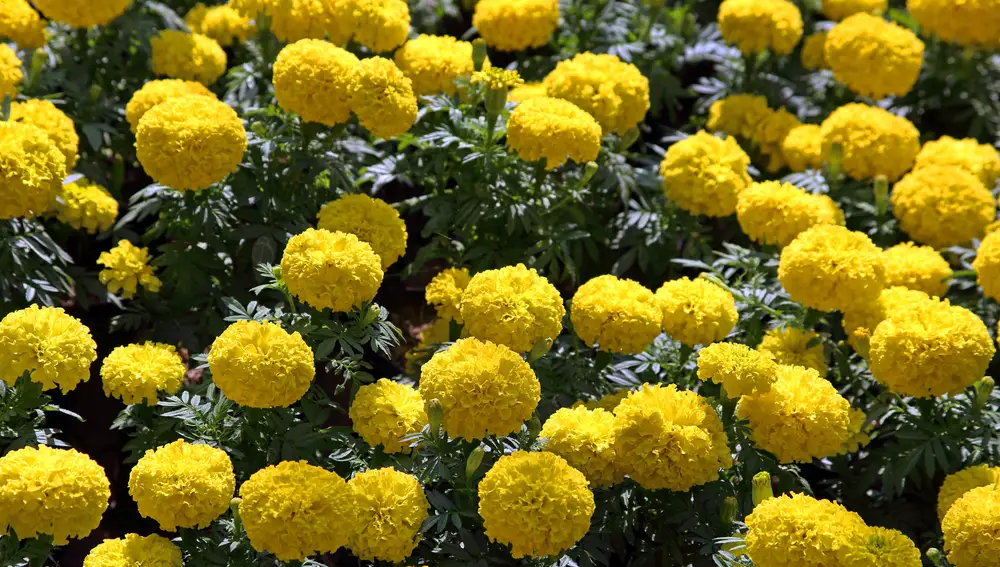 Tagetes erecta