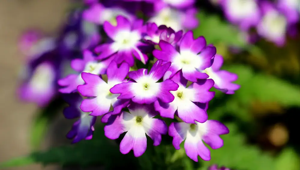 Verbena hybrida