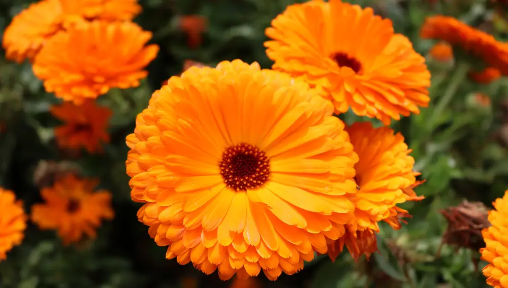Calendula officinalis