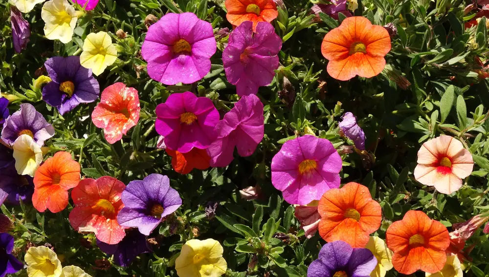 Petunia