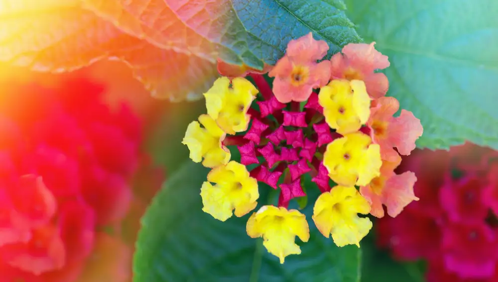 Lantana camara