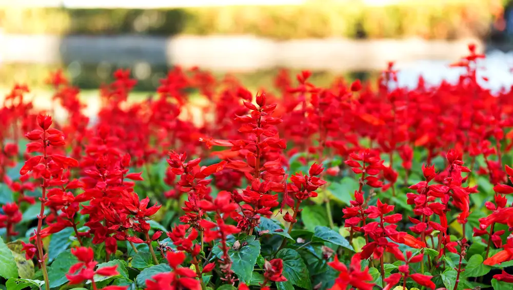 Salvia splendens