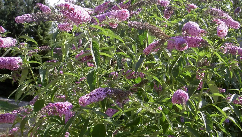 Buddleja davidii