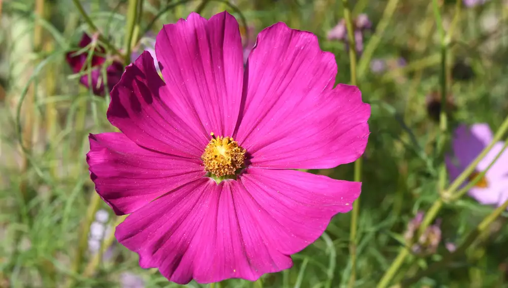 Cosmos bipinnatus