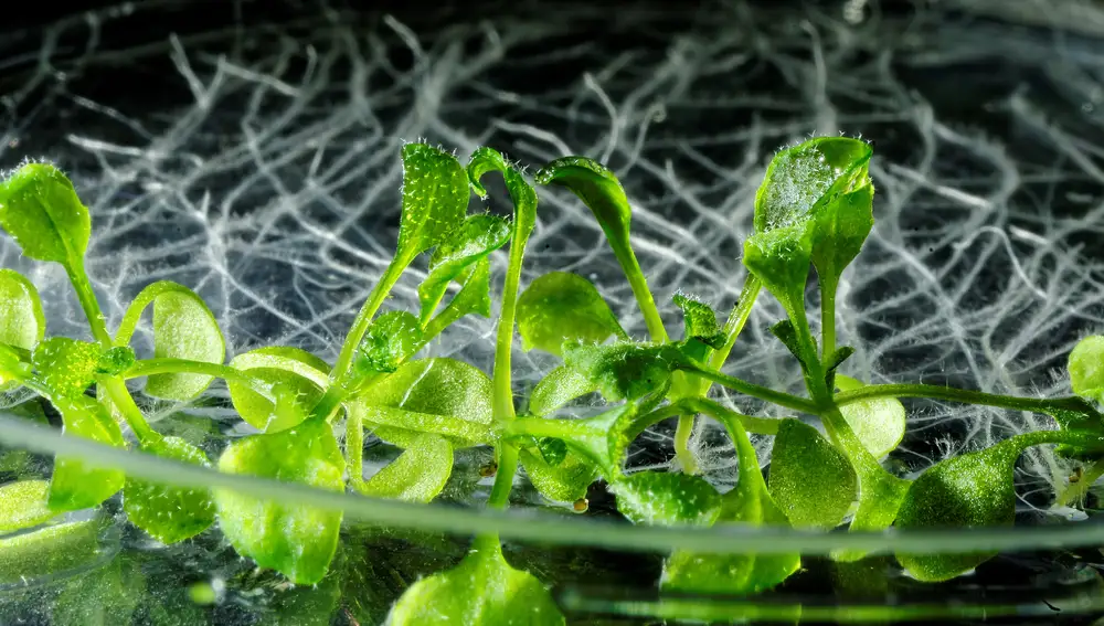 Arabidopsis thaliana