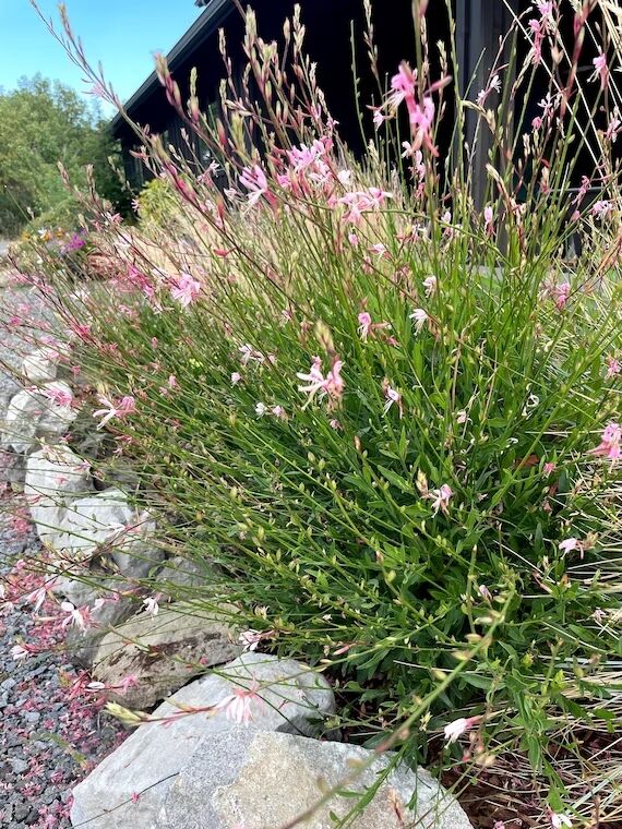 Gaura