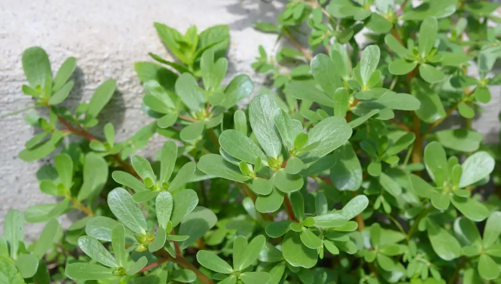 Portulaca grandiflora