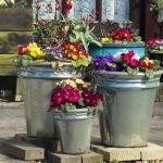 Un jardinero convierte macetas de plástico olvidadas en algo increíble para el jardín: "¡Qué gran idea!"