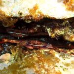 MURCIA.-El cangrejo araña, nueva amenaza para la posidonia del Mediterráneo