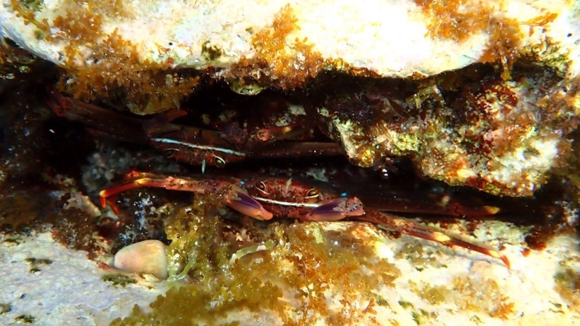 MURCIA.-El cangrejo araña, nueva amenaza para la posidonia del Mediterráneo