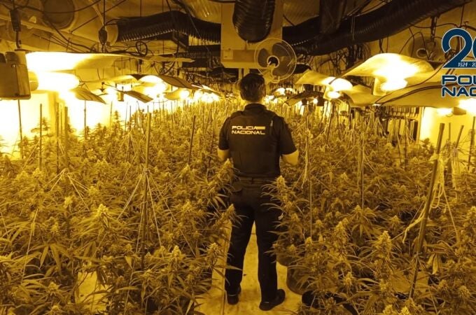 Desmantelada una plantación 'indoor' de marihuana en Vila-real