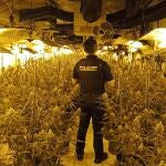 Desmantelada una plantación 'indoor' de marihuana en Vila-real