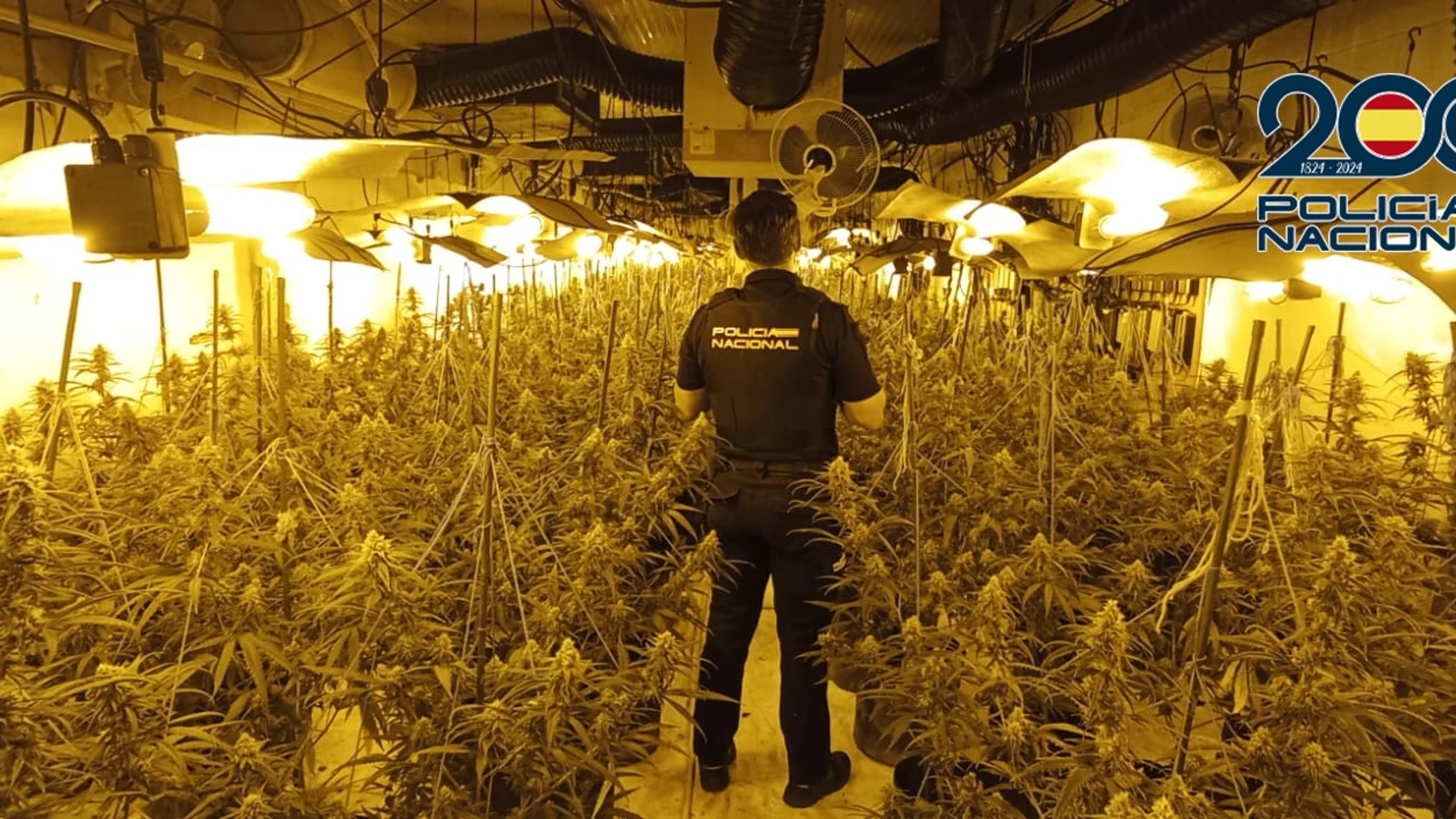 Desmantelada una plantación 'indoor' de marihuana en Vila-real REMITIDA / HANDOUT por POLICÍA NACIONAL Fotografía remitida a medios de comunicación exclusivamente para ilustrar la noticia a la que hace referencia la imagen, y citando la procedencia de la imagen en la firma 27/05/2025