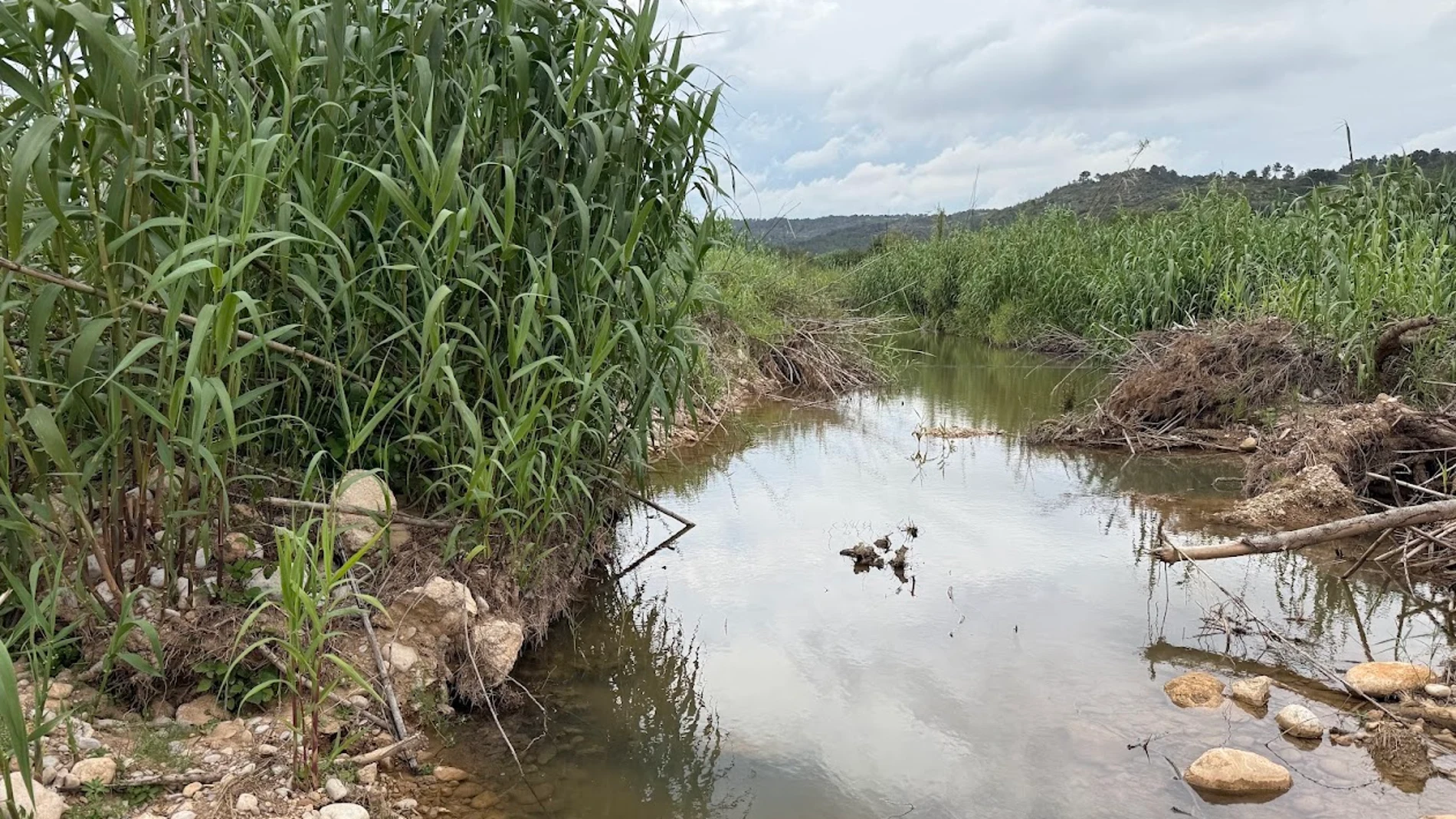 Imagen de cómo han crecido las cañas en siete meses tras ser arrasadas el día de la dana en Turís