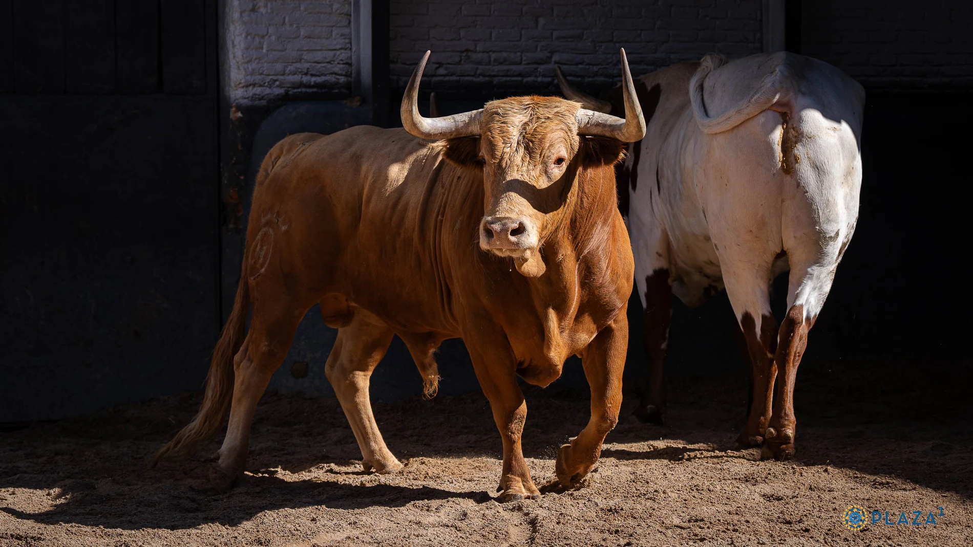 Estos son los imponentes toros del regreso de Dolores Aguirre a San Isidro