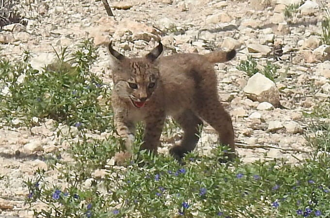 Nacen los dos primeros cachorros de lince ibérico en libertad en la Región de Murcia