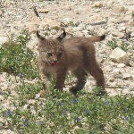 Nacen los dos primeros cachorros de lince ibérico en libertad en la Región de Murcia