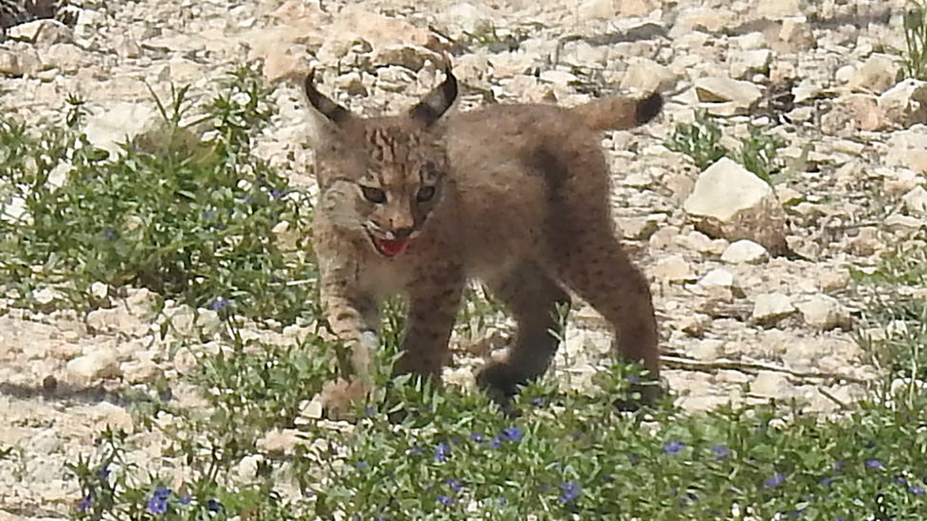MURCIA, 27/05/2025.- Dos cachorros de lince ibérico han nacido en libertad en una sierra al norte de Lorca, los primeros en la comunidad murciana desde que se iniciaron las sueltas del programa de reintroducción de la especie en 2023. Son hijos de Urtsu, una hembra liberada en febrero de 2024 con 7,6 kilos, procedente del centro de cría de Zarza de Granadilla (Cáceres), en el marco del programa europeo Life LynxConnect, que tiene como objetivo la recuperación y expansión de este felino en la ...