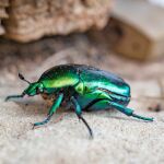 Si ves un escarabajo brillante, esto es lo que el universo está tratando de decirte