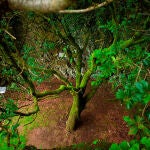 Cuando un árbol dio vida a una isla: el relato que pocos conocen