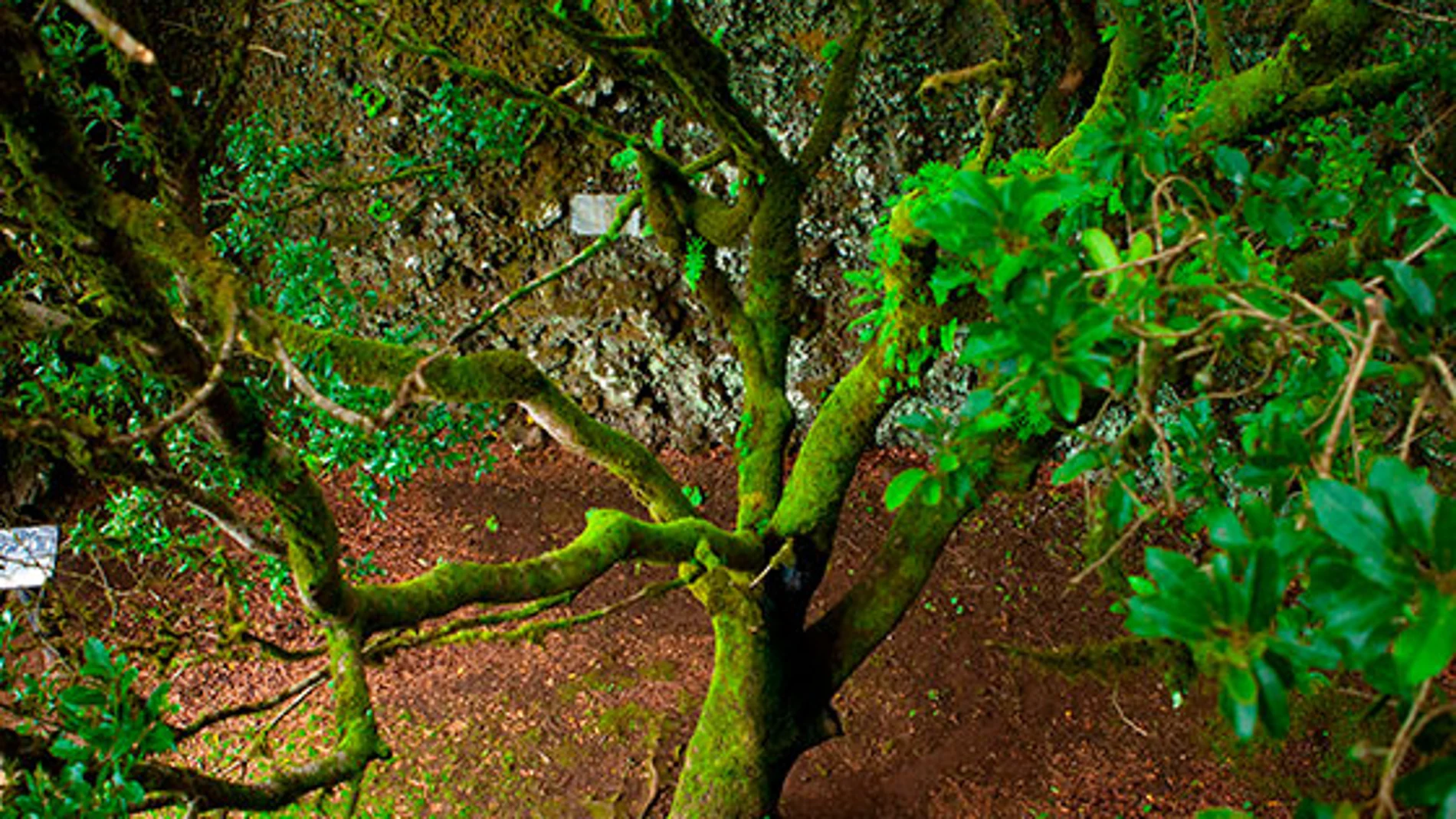 Árbol de Garoé, en El Hierro
