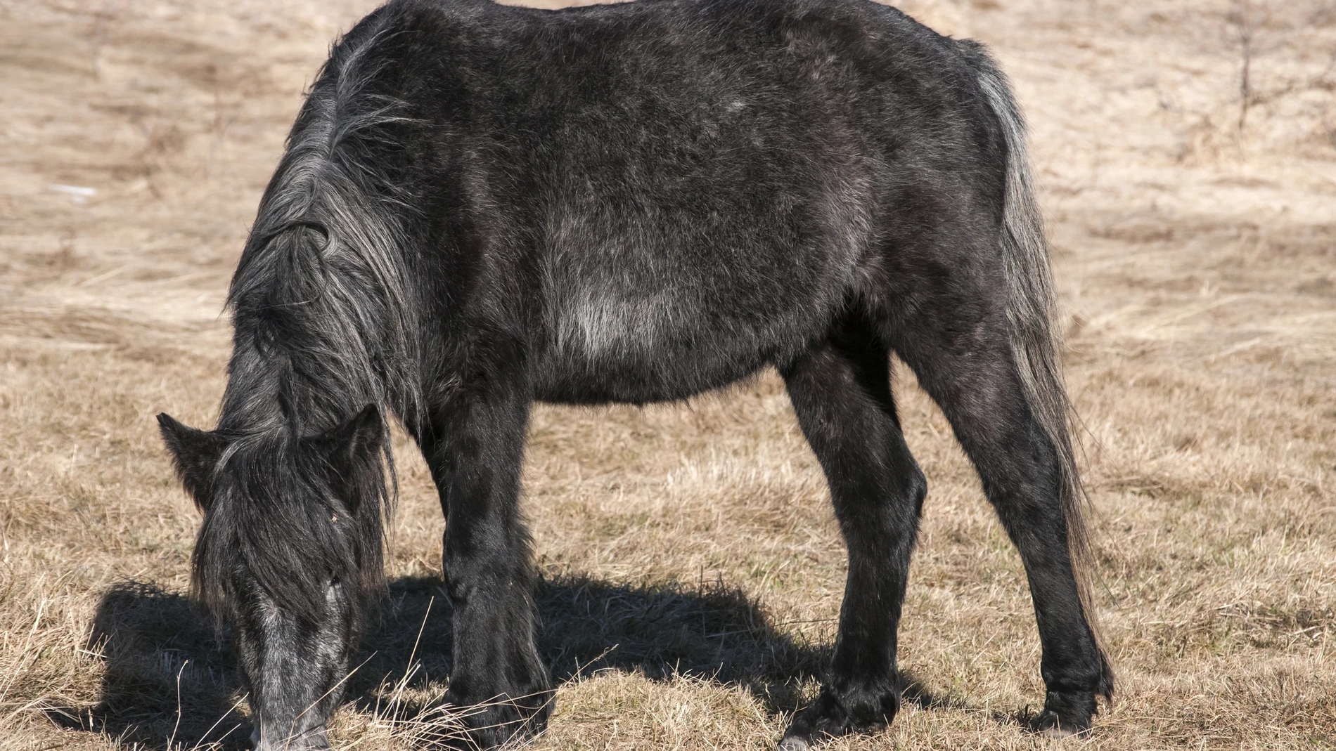 El mundo animal permite un gran número de cruces entre especies diferentes, así como crías de animales relativas a una fauna mestiza