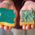 Un experto en jardinería comparte por qué deberías poner esponjas para lavar platos en tu jardín