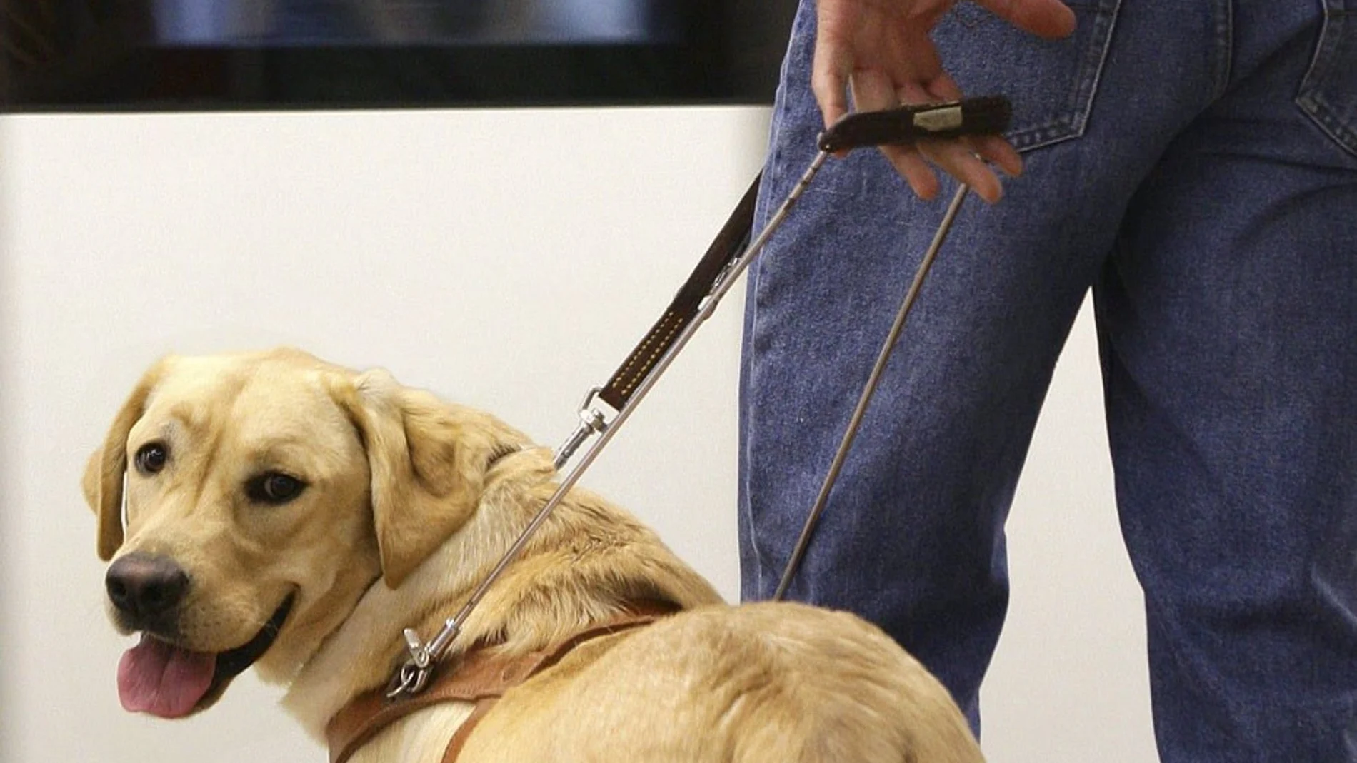 Las personas con perros de asistencia podrán acceder con ellos a espacios de uso público