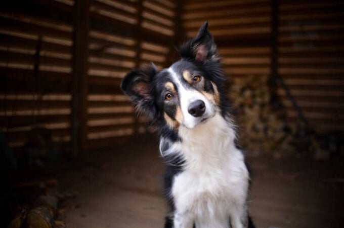 Un veterinario emite advertencia urgente a dueños de perros sobre un error común y obsoleto