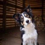 Un veterinario emite advertencia urgente a dueños de perros sobre un error común y obsoleto