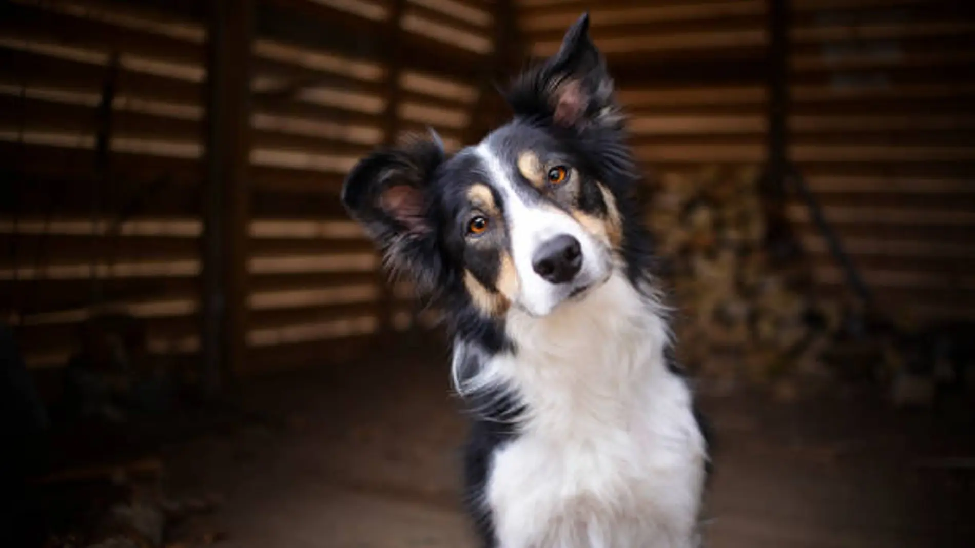 Un veterinario emite advertencia urgente a dueños de perros sobre un error común y obsoleto