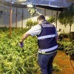 La Policía Nacional detiene a diez personas con casi 500 plantas de marihuana en Murcia