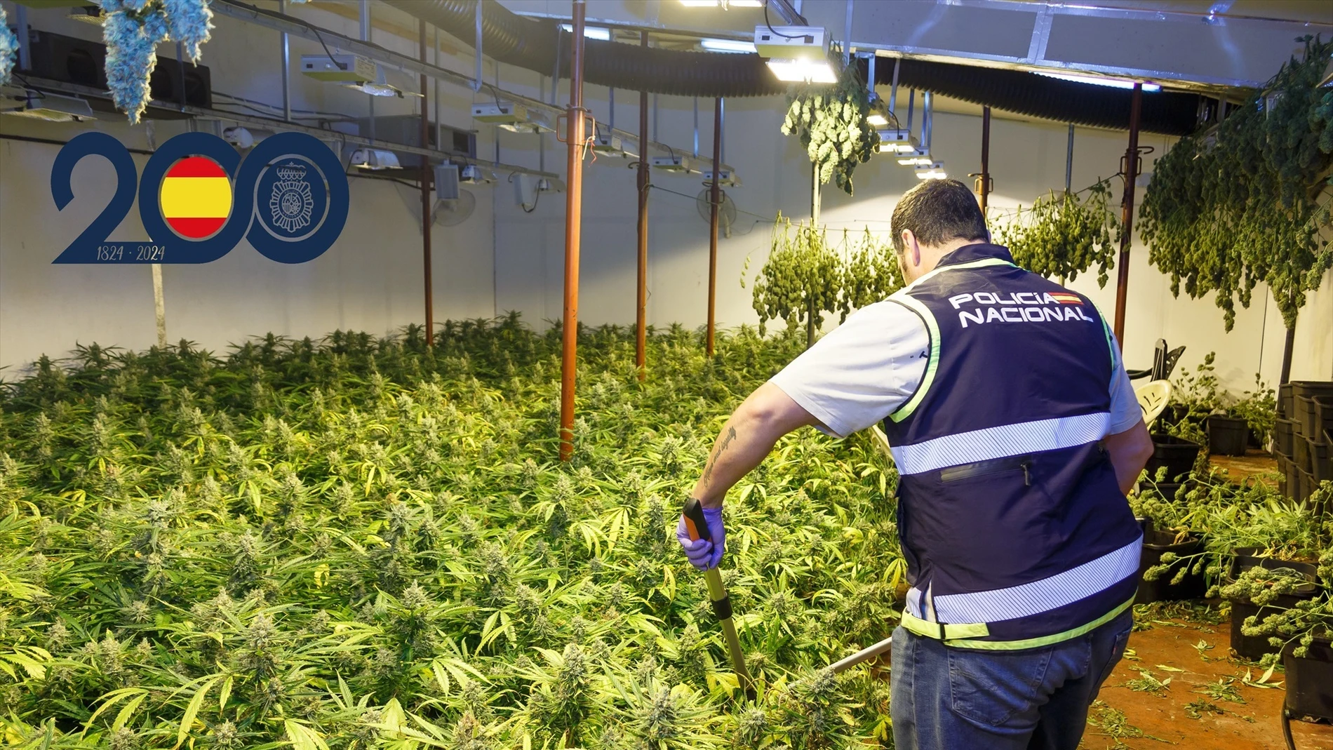 La Policía Nacional detiene a diez personas con casi 500 plantas de marihuana en Murcia