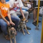 Metro de Madrid avisa: así es como debes viajar con tu perro en transporte público