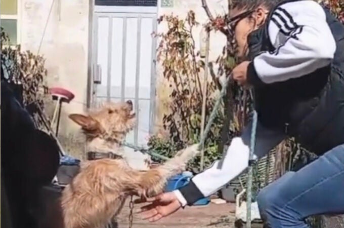 Una imagen del rescate del perro 
