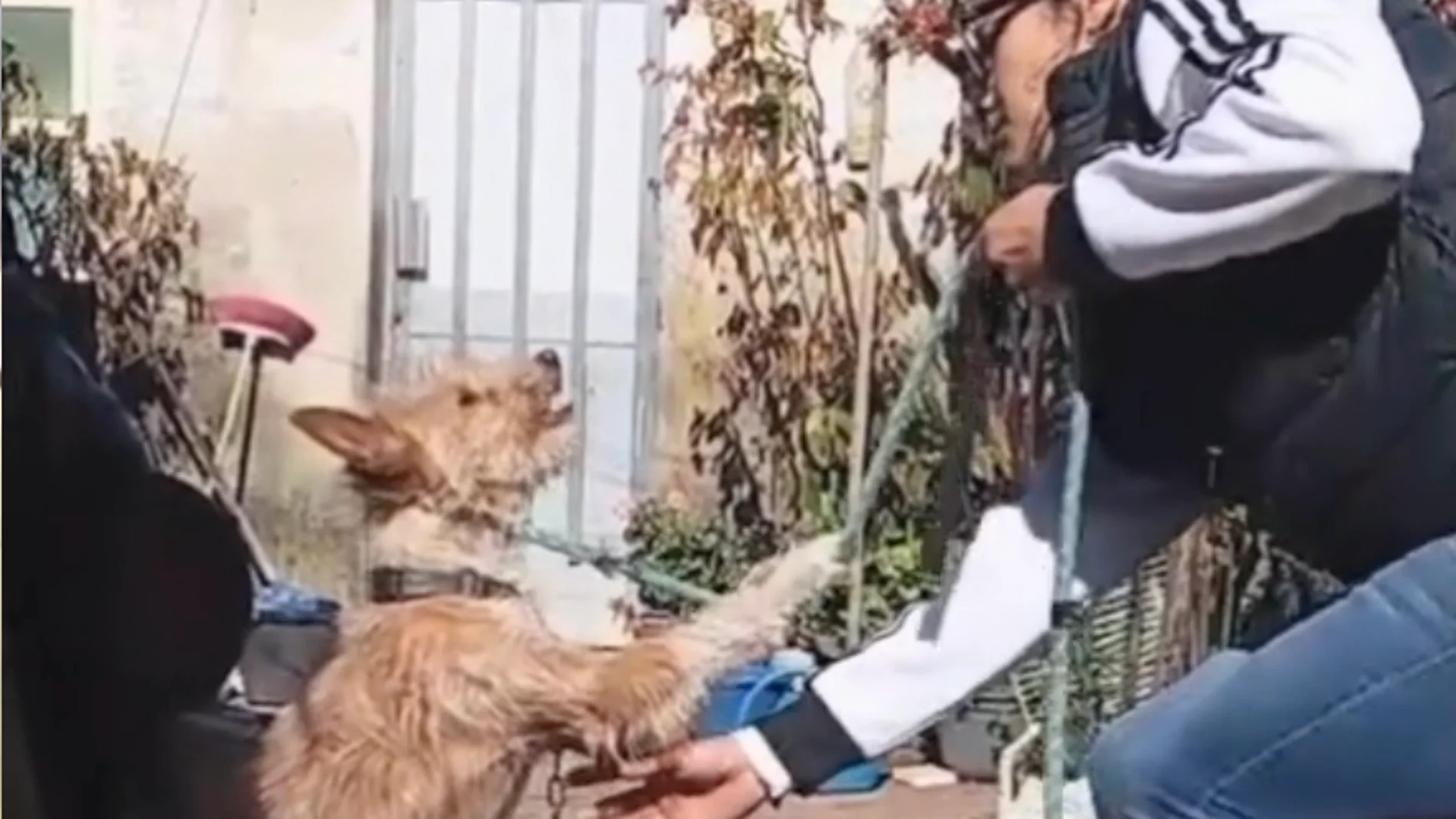 Una imagen del rescate del perro