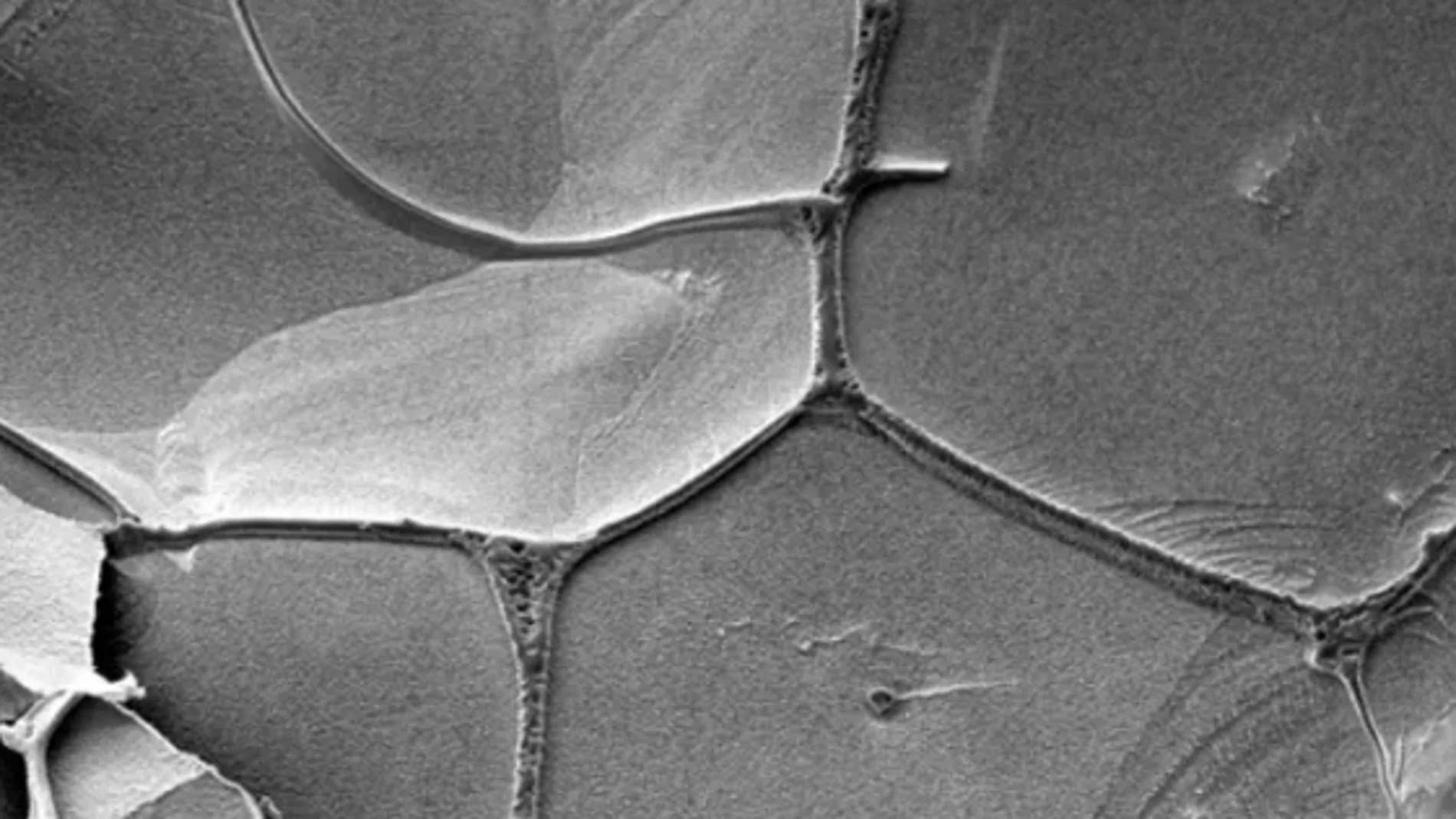 Venas de salmuera líquida, donde las moléculas de ARN pueden replicarse, rodean cristales de hielo sólido en el hielo de agua, como se observa con un microscopio electrónico.