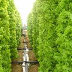 Adiós a los huertos tal y como los conocemos: así es la nueva forma de cultivar cada vez más popular