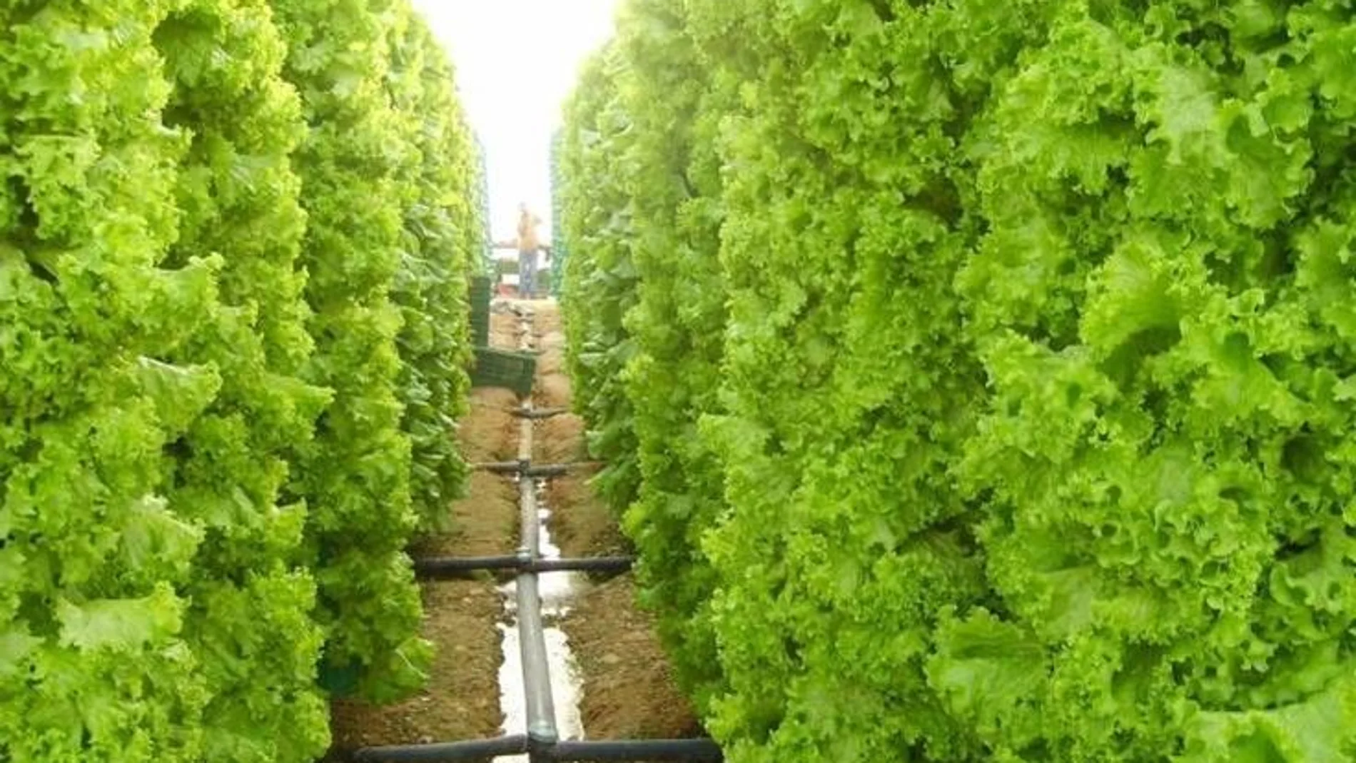Adiós a los huertos tal y como los conocemos: así es la nueva forma de cultivar cada vez más popular