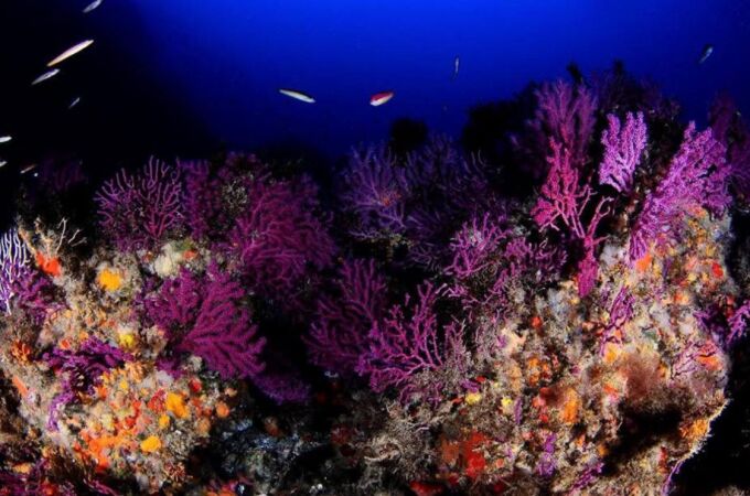 El fondo marino ceutí alberga corales y gorgonias únicos en España