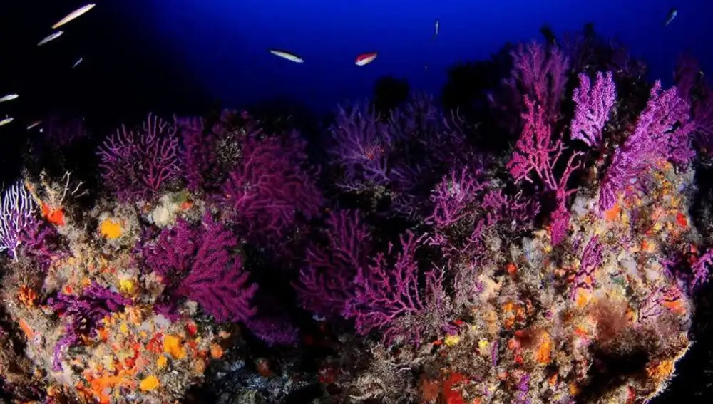 El fondo marino ceutí alberga corales y gorgonias únicos en España