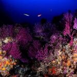 El fondo marino ceutí alberga corales y gorgonias únicos en España