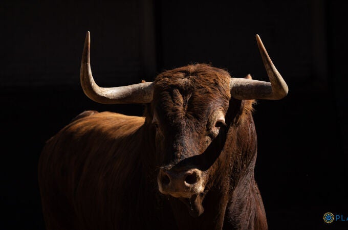 Estos son los agresivos toros de Garcigrande para la primera cita de Morante con Las Ventas