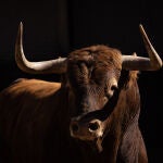 Estos son los agresivos toros de Garcigrande para la primera cita de Morante con Las Ventas
